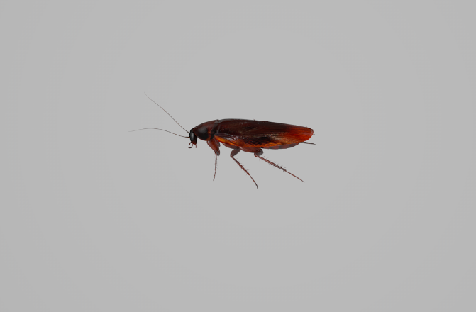 西安灭蟑螂公司介绍医院防治蟑螂的方法