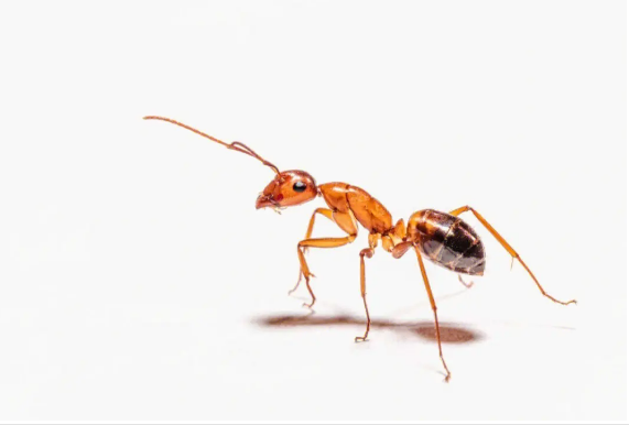 西安灭蚂蚁公司告诉你被蚂蚁咬了该怎么办