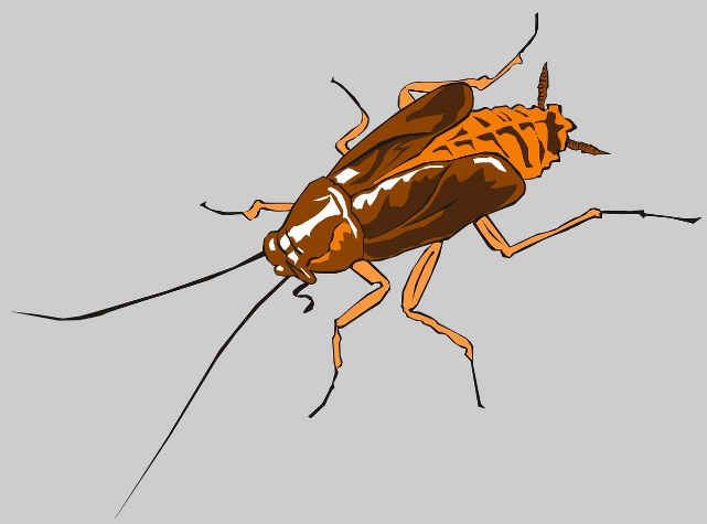 西安灭蟑螂公司告诉您蟑螂喜欢什么样的生存环境
